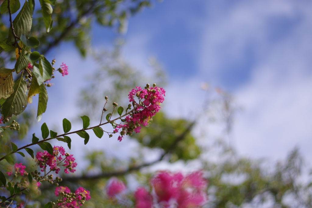 百日紅と青空