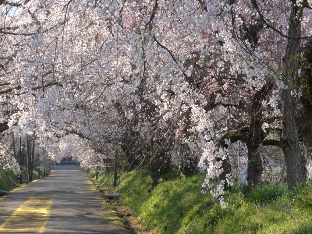 桜のトンネル