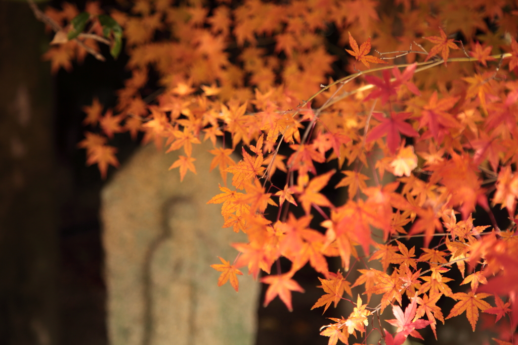 紅葉の向こうで祈る