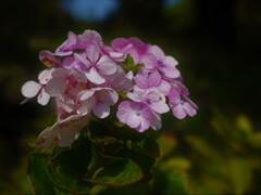 10月の紫陽花