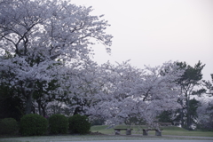 寂寥桜