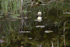 野池の蓮（2）
