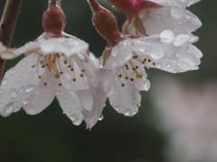 催花雨