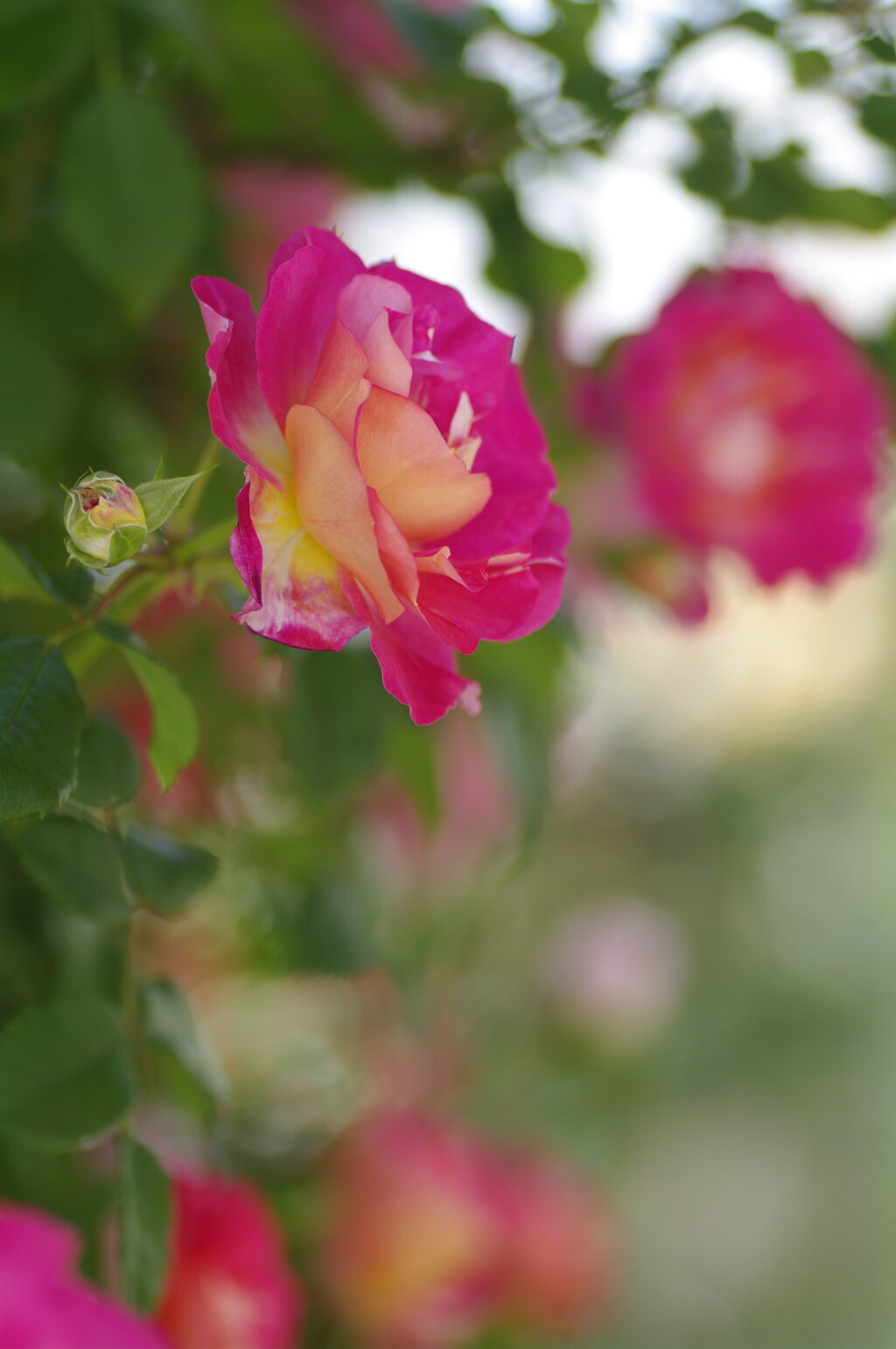 空港の薔薇園で