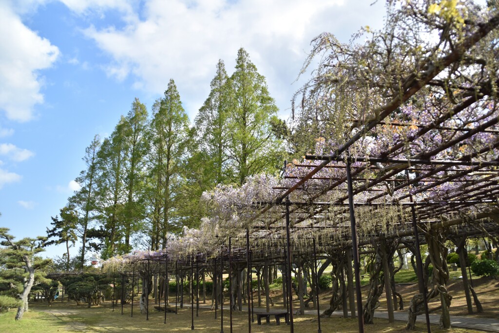藤棚のある風景