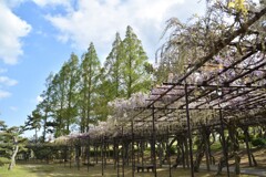 藤棚のある風景