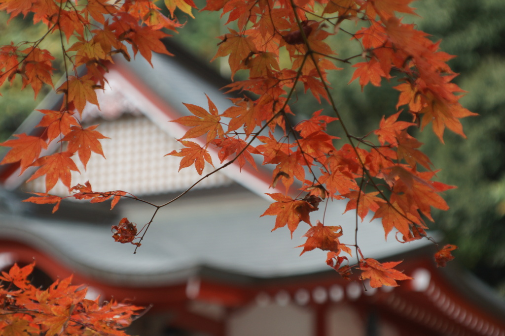 紅葉のフレームで