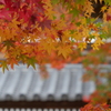 屋根を飾って