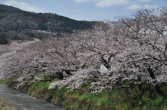 春が来た