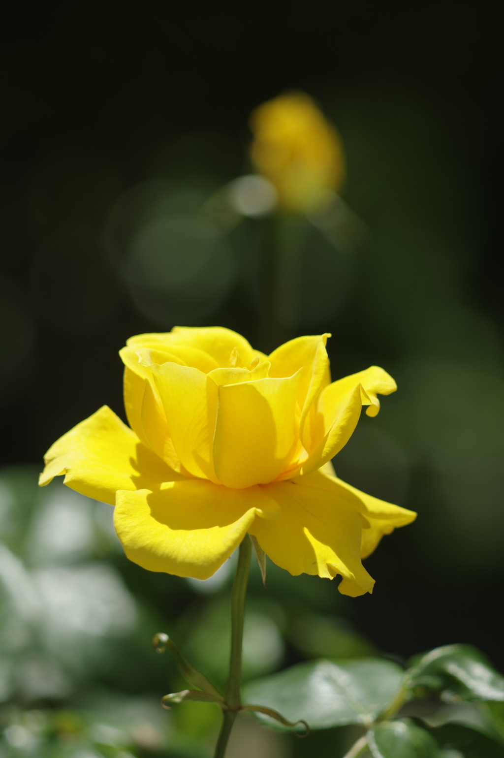 空港に薔薇を撮りに行こう