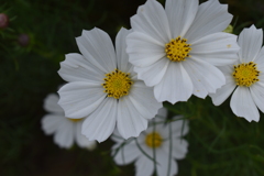 白秋桜