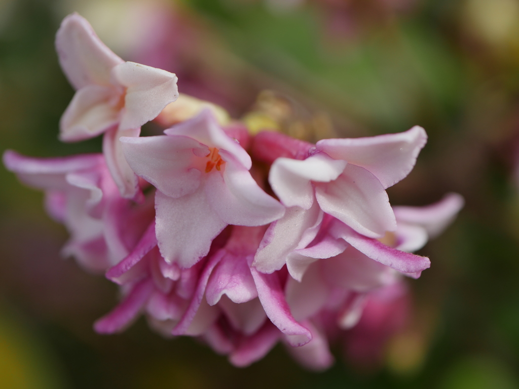 花香る（沈丁花）