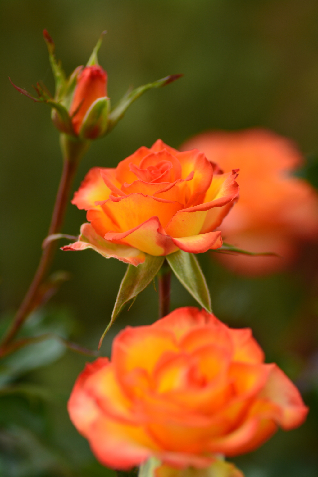 連薔薇