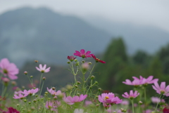 秋景(3)