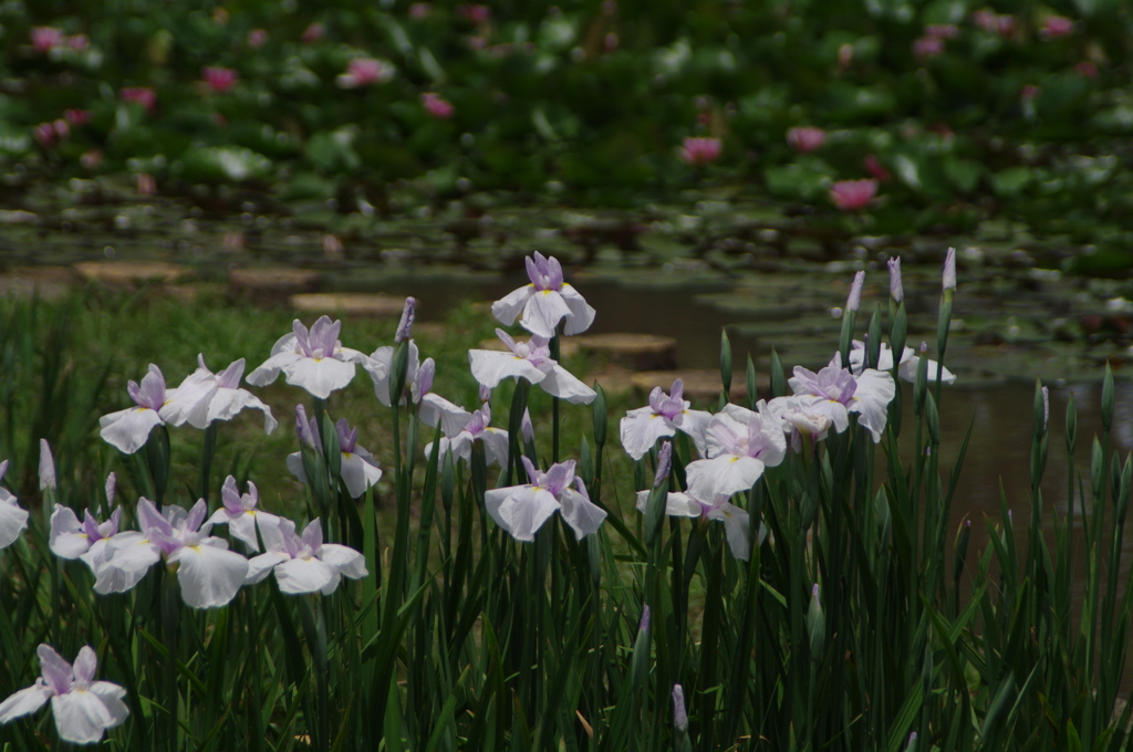 菖蒲園から（2）