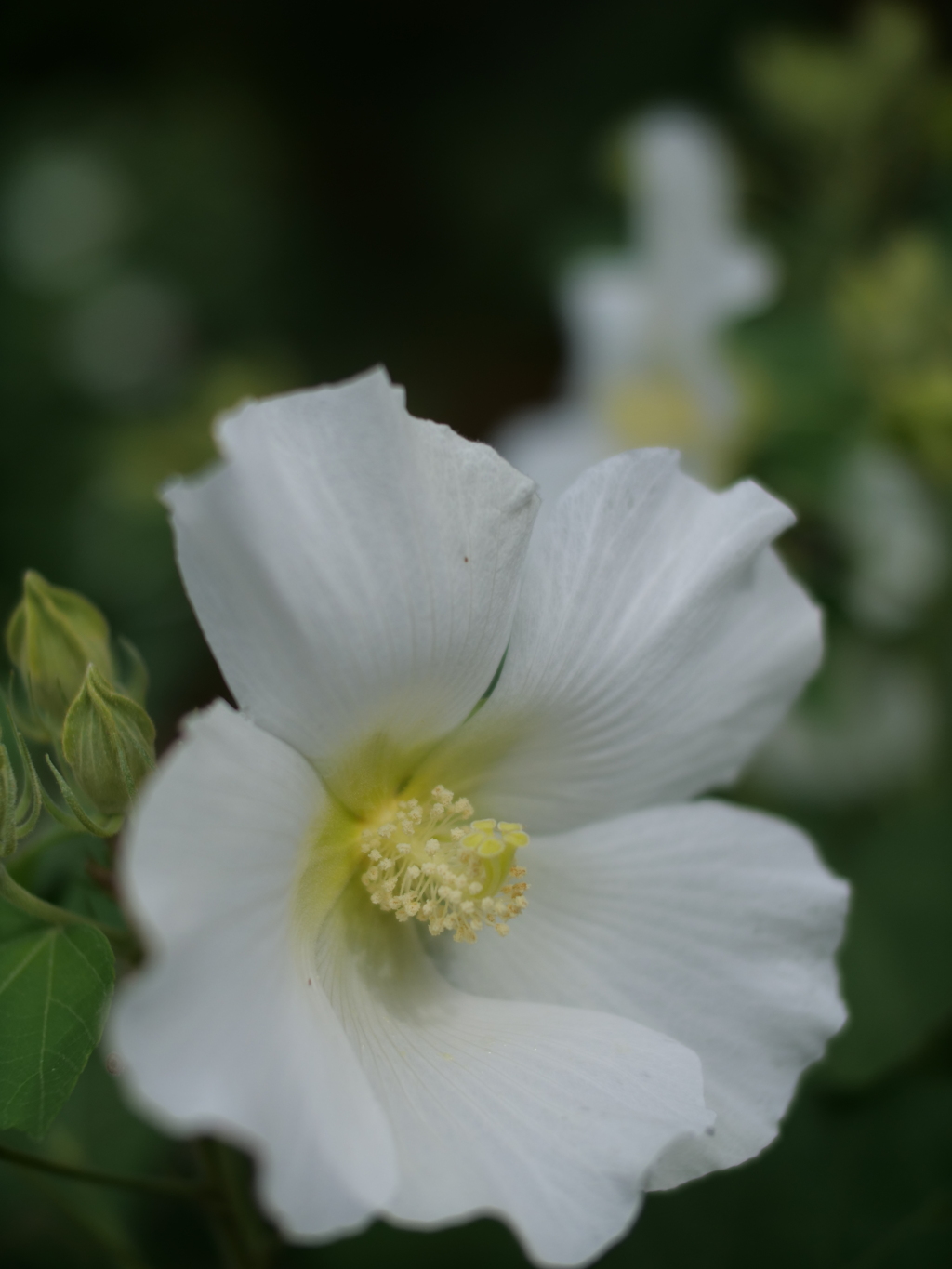白芙蓉の　白きより　白きはなし（高浜虚子）