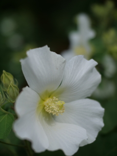 白芙蓉の　白きより　白きはなし（高浜虚子）