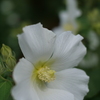 白芙蓉の　白きより　白きはなし（高浜虚子）