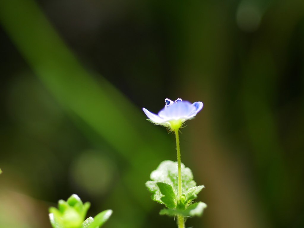 名もなき花のように・・・