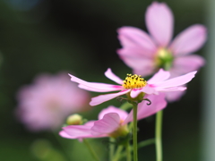 秋の桜