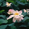 仙郷の花畑