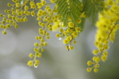 春の雫を抱いて（ミモザの日によせて）