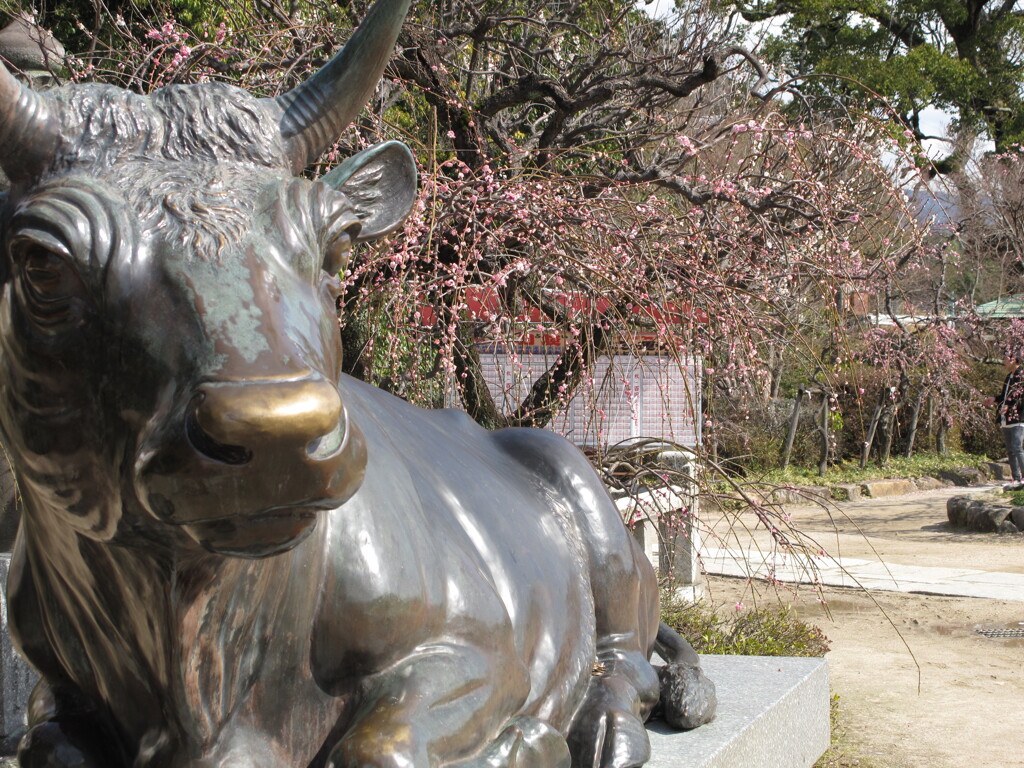 天神様の梅