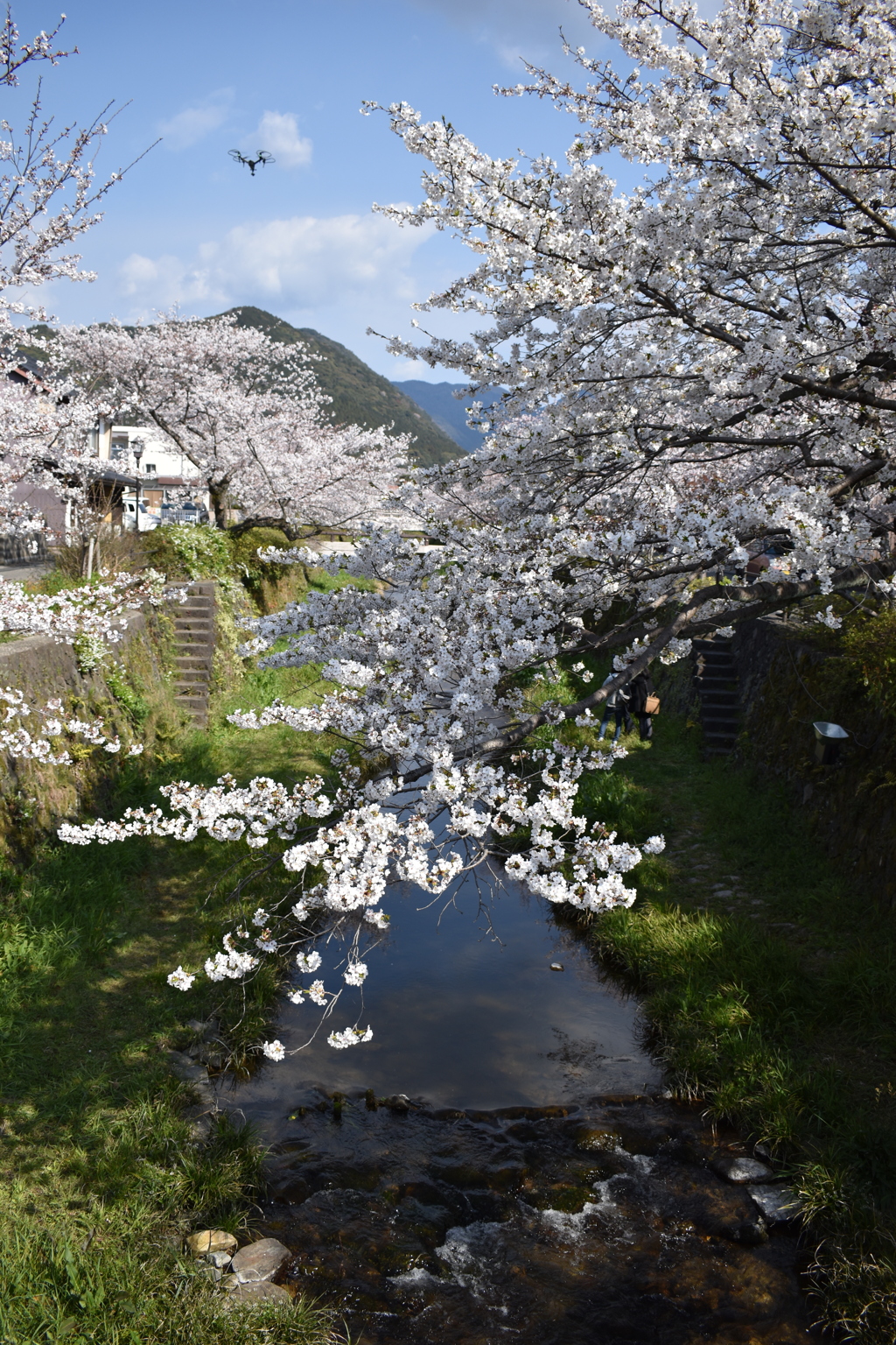 桜とドローン
