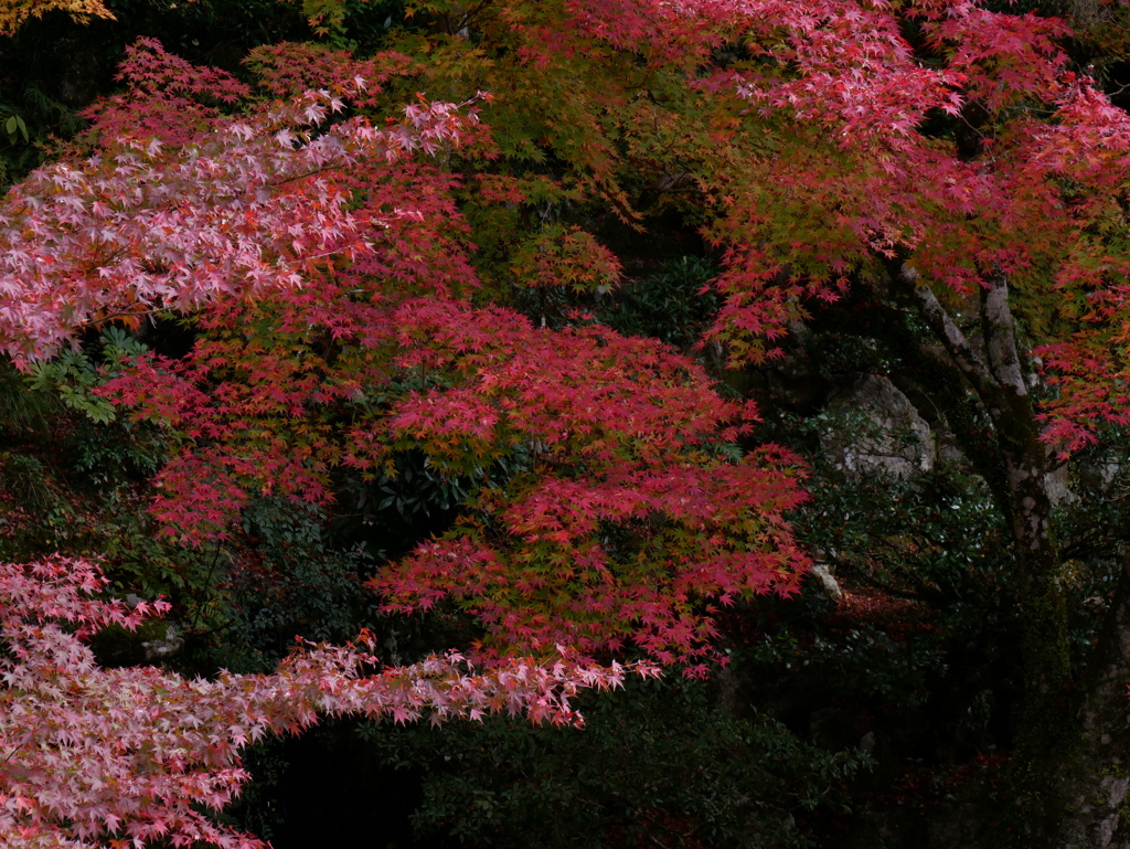 紅とりどり