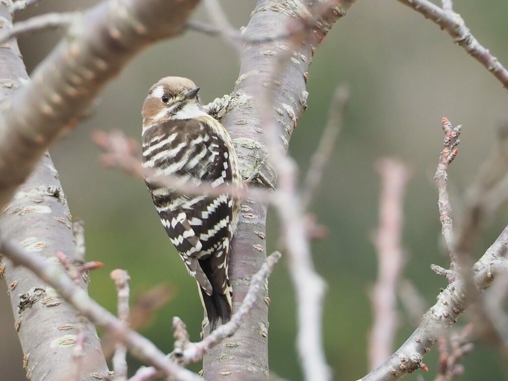 まんまるお目目で