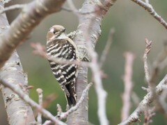 まんまるお目目で