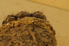 ３兄弟