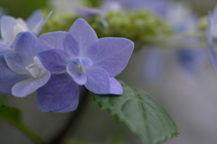 紫陽花