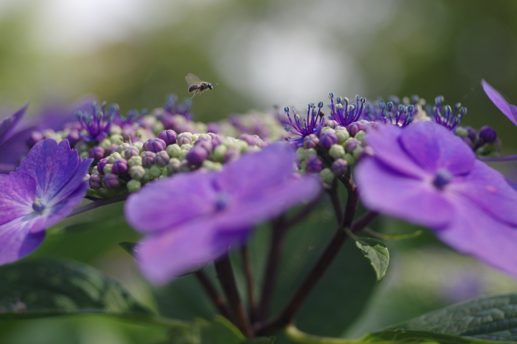 紫陽花の海を渡る