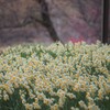 とりとめもなく考へてゐる水仙のかほり　　山頭火