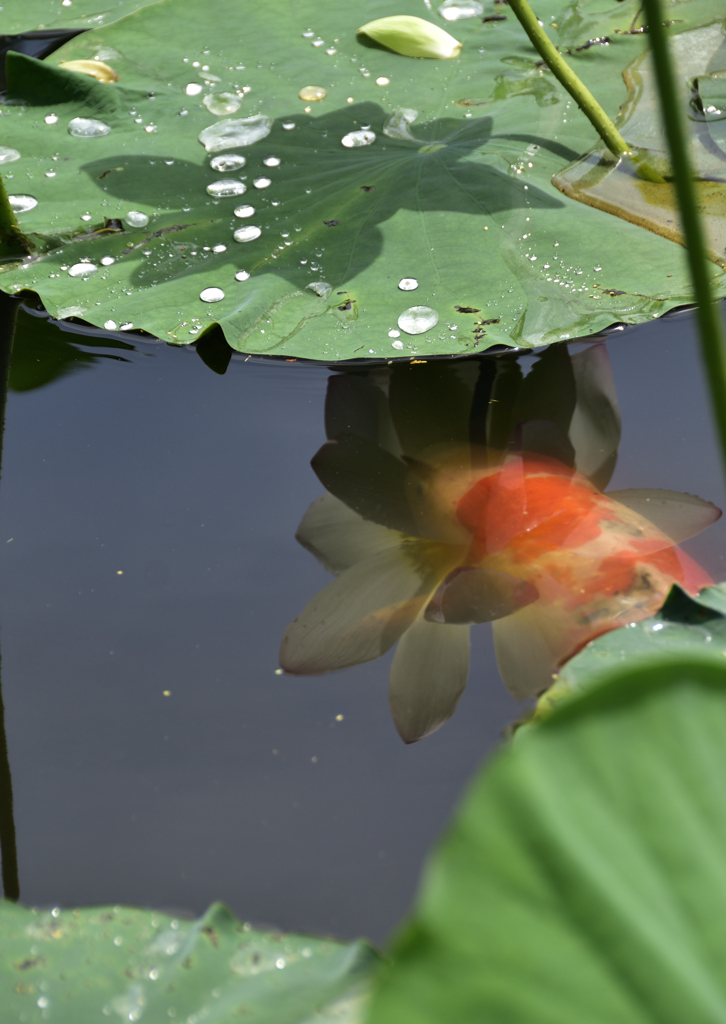 蓮華紀行(蓮葉の下で）