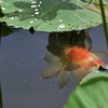 蓮華紀行(蓮葉の下で）