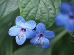 花の色に想いをこめて