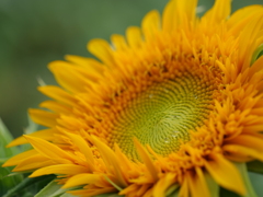 太陽の花