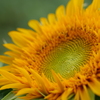 太陽の花
