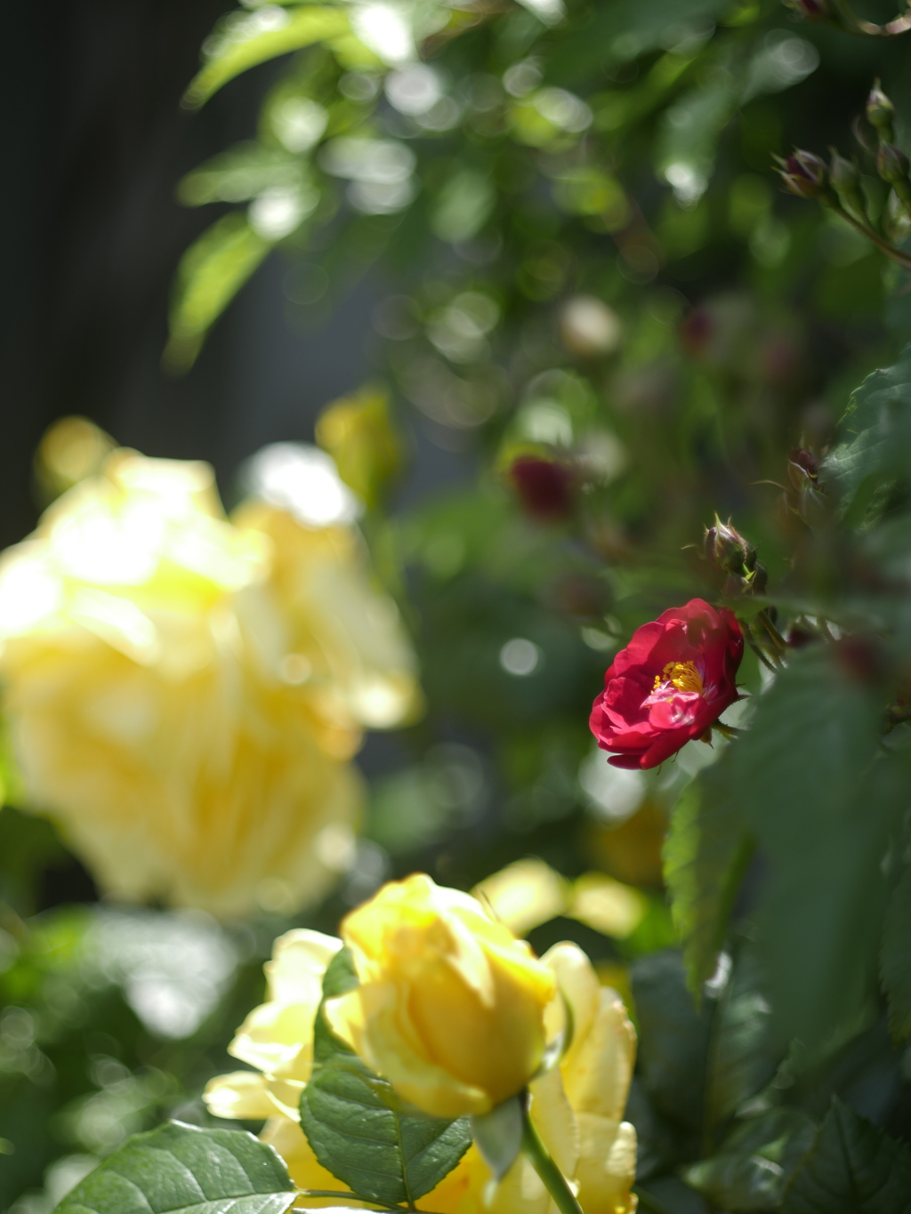 空港の薔薇園で