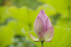 大賀蓮蕾