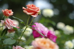 秋薔薇園で 秋薔薇園で