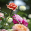 秋薔薇園で
