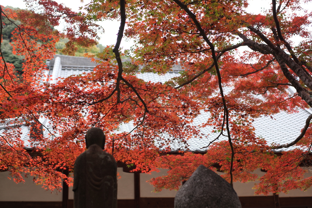 紅葉を眺めつつ