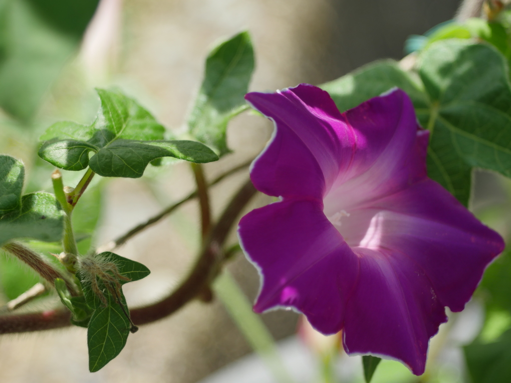 夏の花