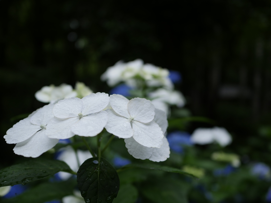 ６月の花