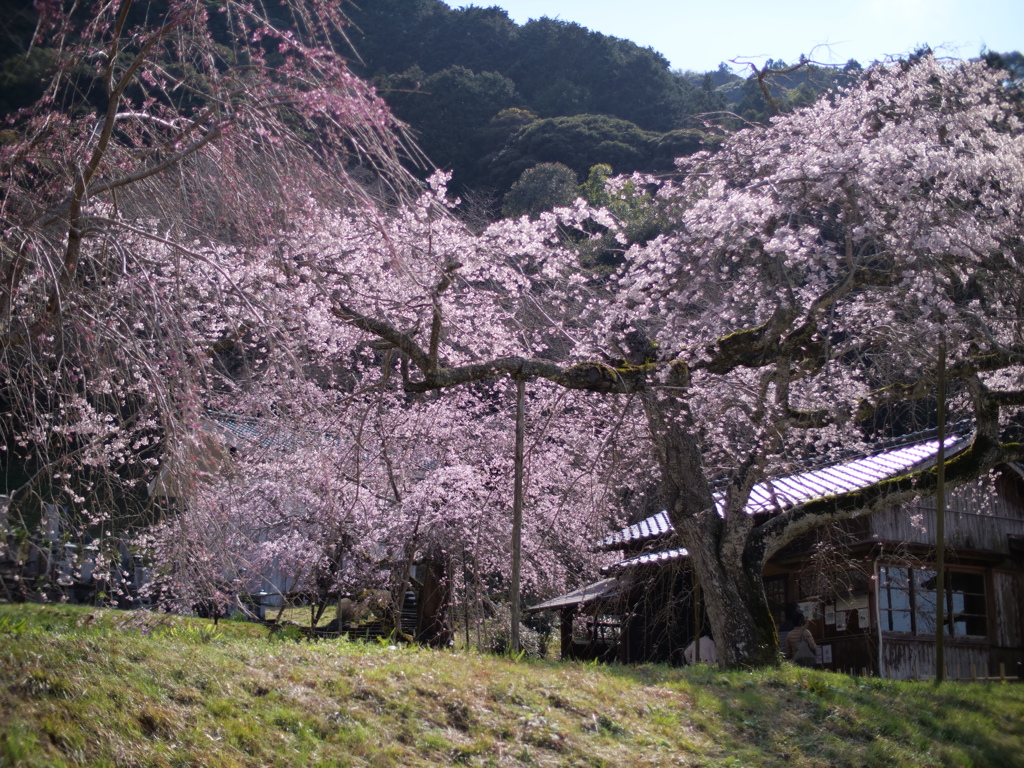 老糸桜（樹齢約３５０年）