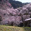 老糸桜（樹齢約３５０年）