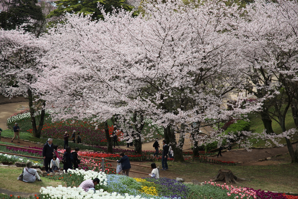 桜の木の下で